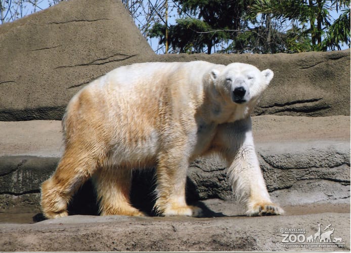 Polar Bear Walking Profile