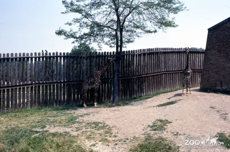 Giraffes, Masai Standing By Fence