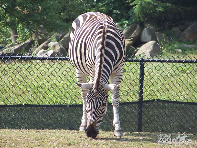 Grant's Zebra Grazing