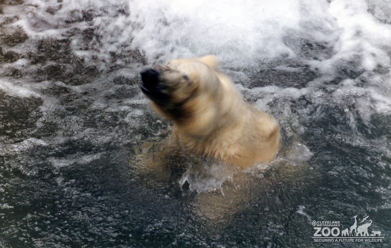 Polar Bear Shaking Water Off In Water