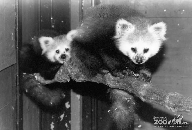 Two Red Pandas On a Log 2