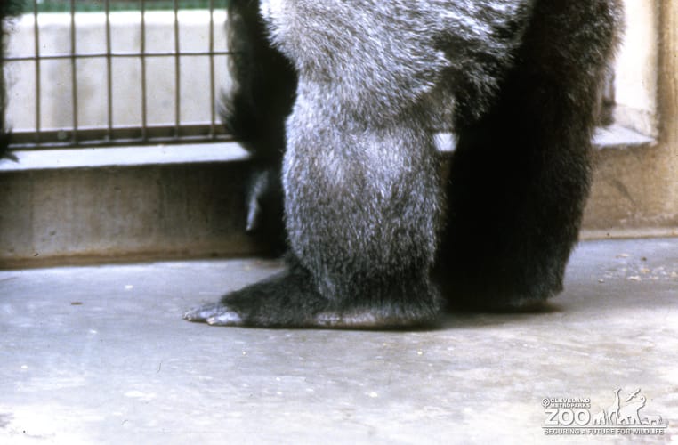 Gorillla - Up Close of Foot