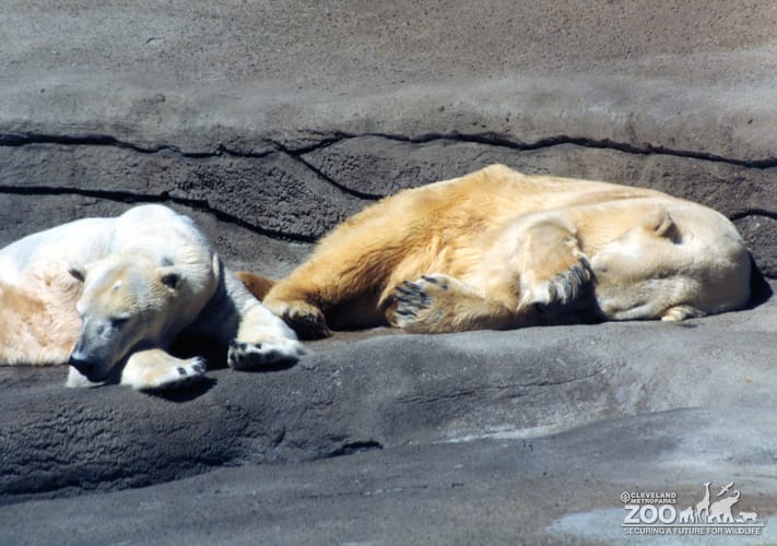 Two Polar Bears Napping