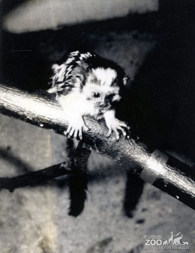 Tamarin, Geoffroy's5