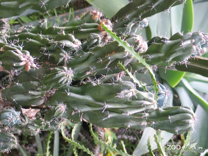 Cereus peruvianus 'Monstrosa'2