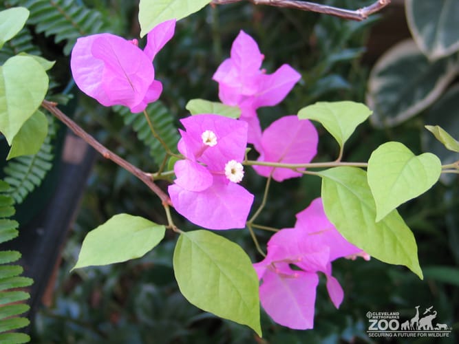 Purple Bougainvilleas (Bougainvillea spectabilis)