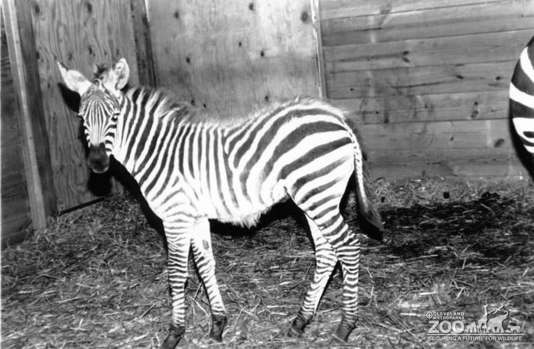 Zebra Black and White 4