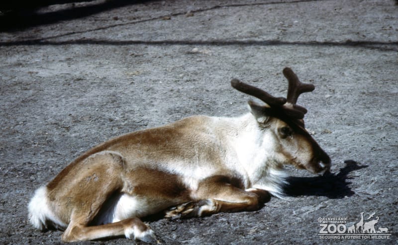 Reindeer Laying Down