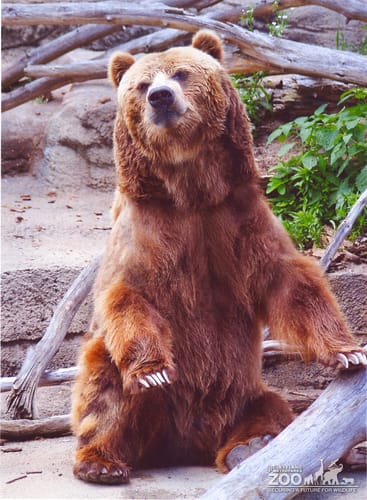 Grizzly Looking Proud