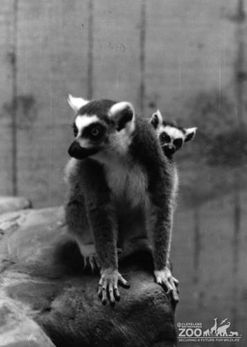 Ring-tailed Lemurs Black-and-white 2
