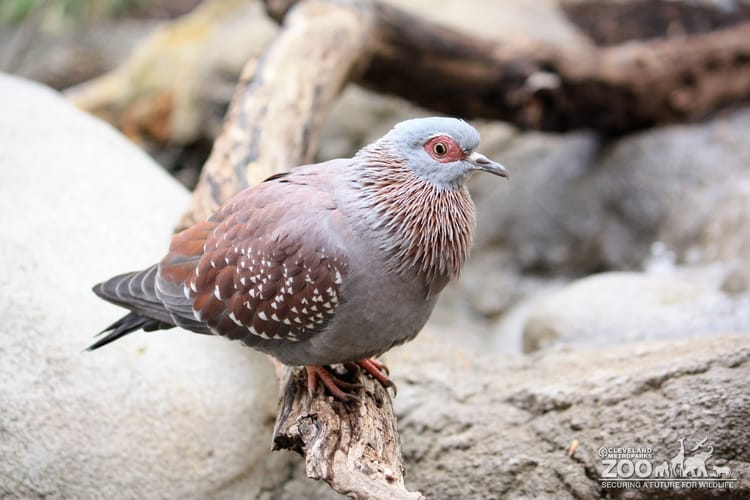 Speckled Pigeon on Branch