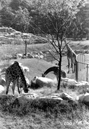 Giraffes, Masai4