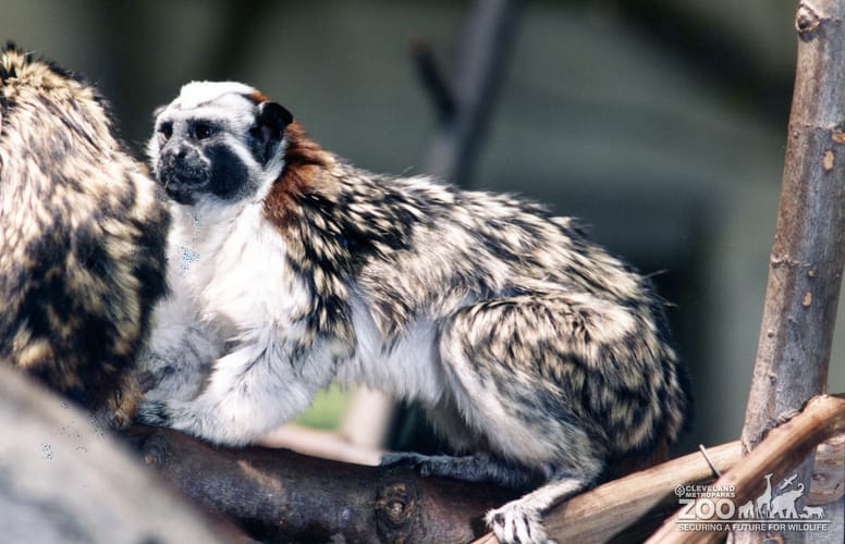 Tamarin, Geoffroy's6