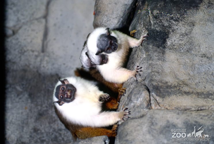 Tamarin, Pied Family