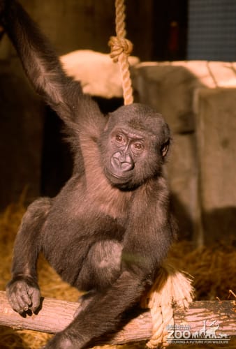 Gorilla, Western Lowland Little Joe 3