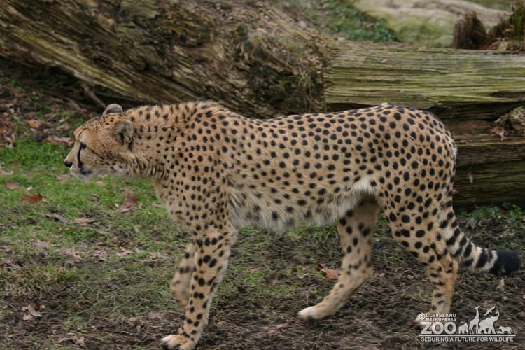 Cheetah Looks Away