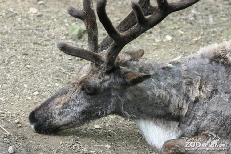 Reindeer Lying Down