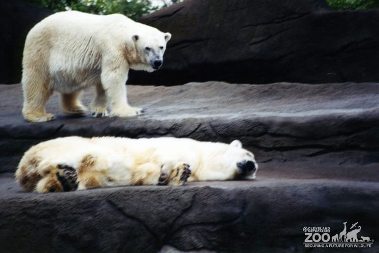 Two Polar Bears Enjoying Exhibit 2