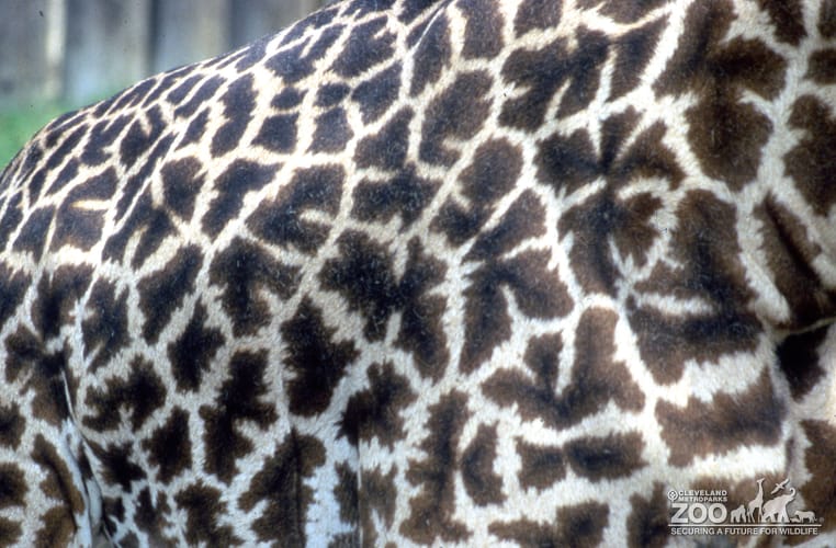 Giraffe, Masai Up Close of Skin