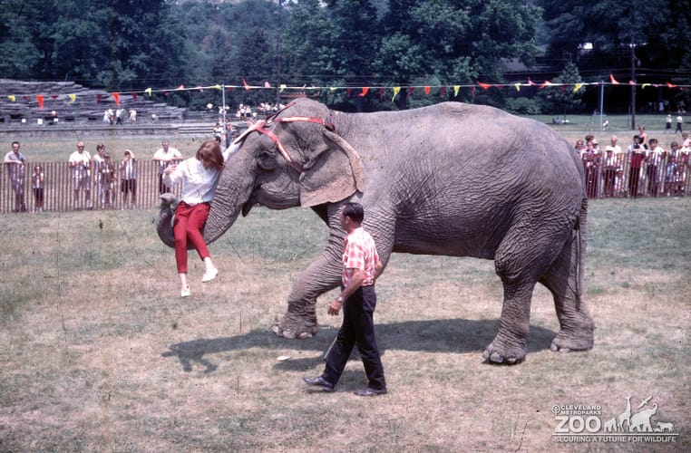 1966 - Guest Rides in Elephant Trunk near Monkey Island