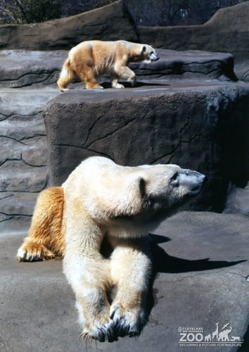 Two Polar Bears Looking Right