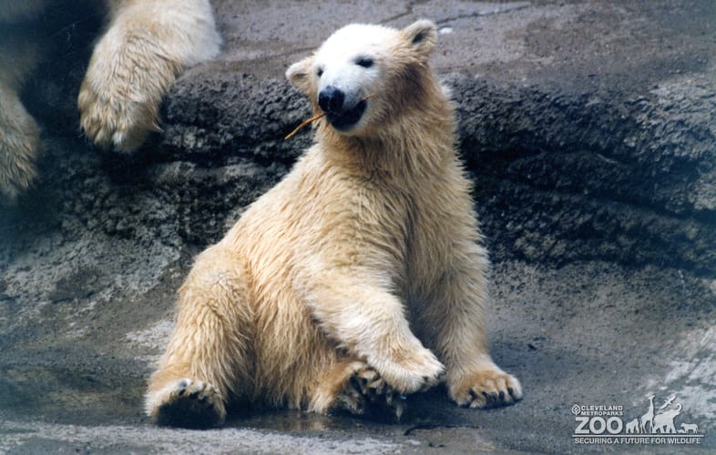Polar Bear Playing With A Stick 2