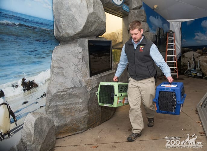 The African Penguins Arrive