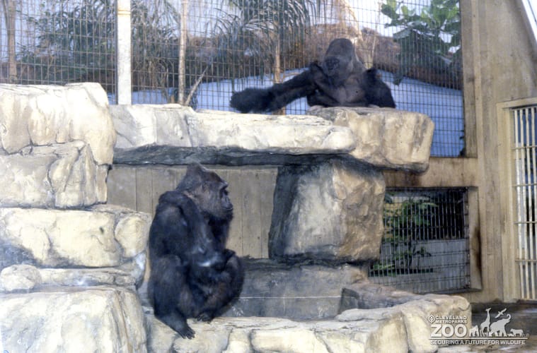 Gorillas, Western Lowland  Sitting In Exhibit