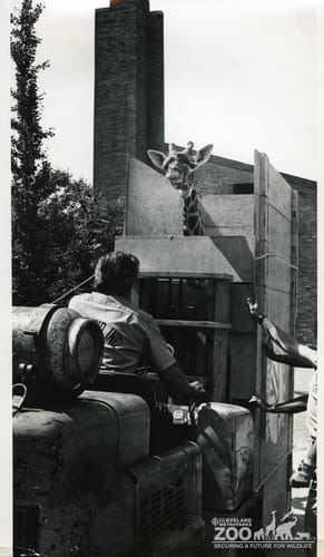 1980's - Giraffe Transport