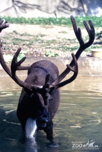 Reindeer Up Close Of Antlers & Enjoying Water