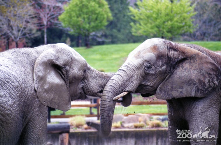 Elephants, African 5