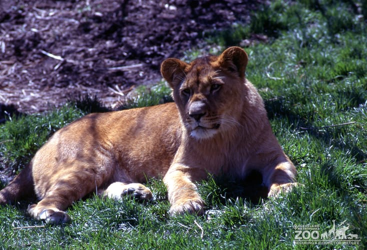 Lioness, African Laying In The Grass