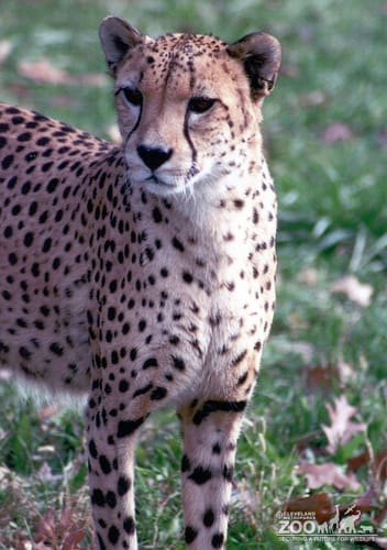 Cheetah Close-up 6