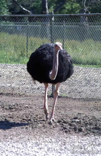 Ostrich Walking