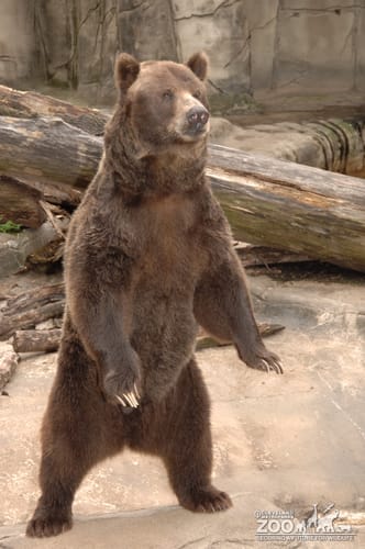 Grizzly Standing