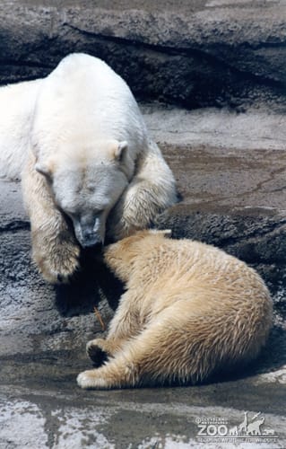 Polar Bears Given Love