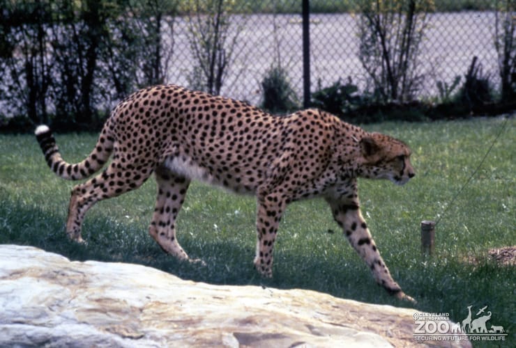 Cheetah On The Prowl 2