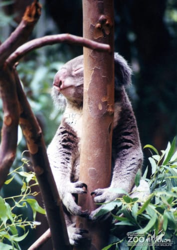Koala, Queensland7