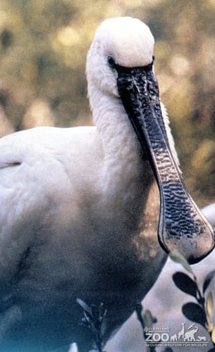 Spoonbill, Roseate Up Close Of Face/Beak 2