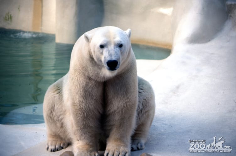 Polar Bear Sitting Up On Rock 2
