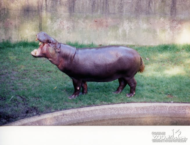 Hippopotamus, Nile5