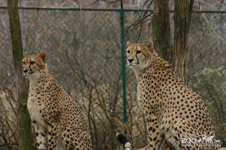 Cheetahs Side by Side