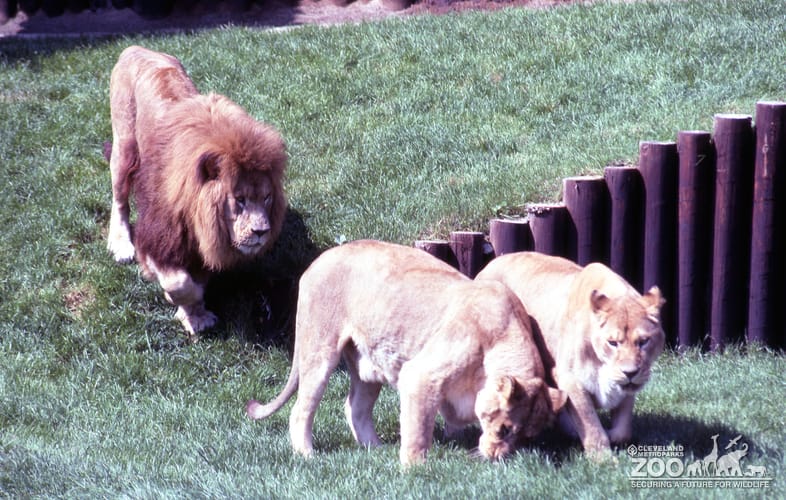 Lion, African With 2 Lioness Walking 