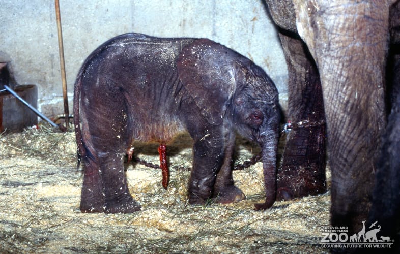 Elephant, African with Young Baby 3