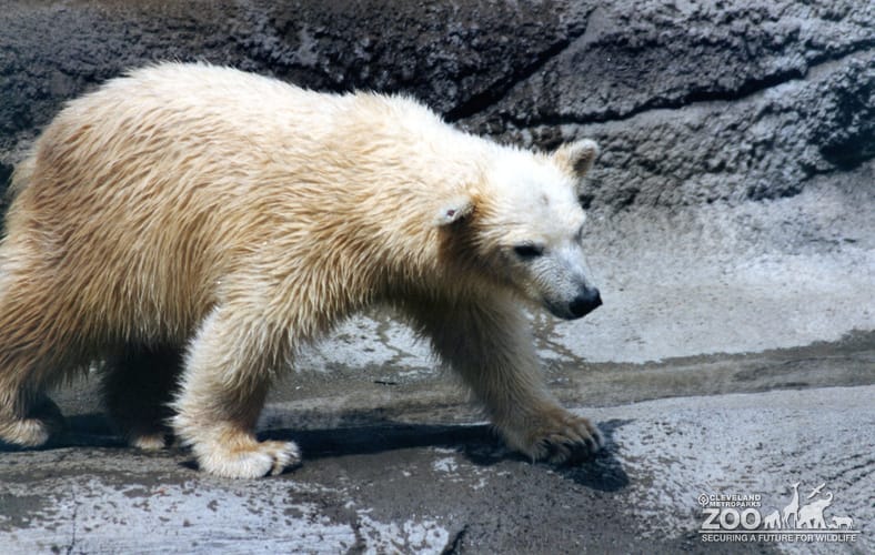 Polar Bear Walking On Ledge