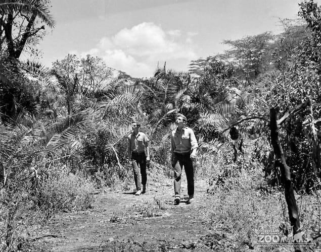 1960 - Safari Winners Look Up