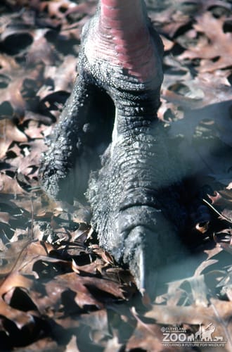 Ostrich Up Close Of Foot