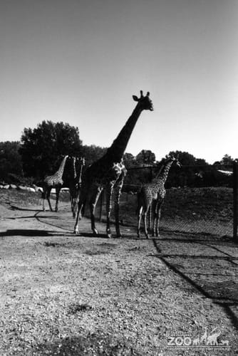 Giraffe, Masai Group4
