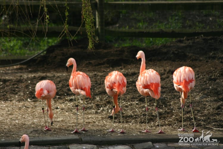 Flamingos, Chilean Standing