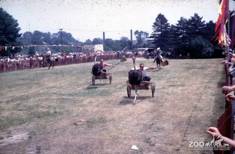 1966 - Ostrich Races on the Track (2)